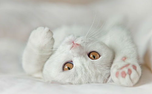 белый кот