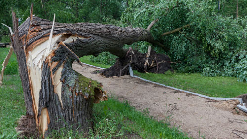 падающие деревья