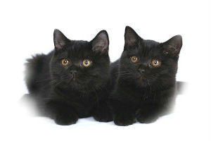 Черные котята сонник Черные котята сонник