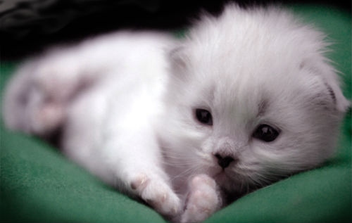 котенок белый