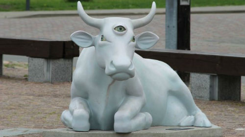 белая корова