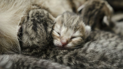 кошка родила котят