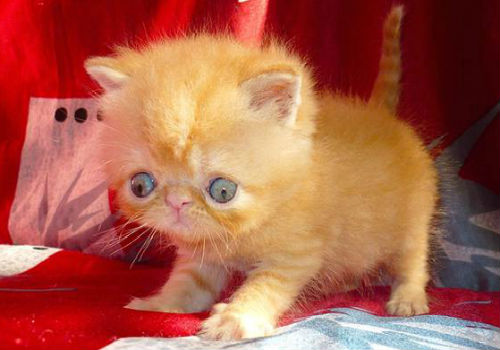 рыжая кошка сонник рыжий котенок