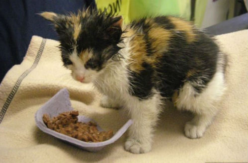 кошка с котятами к чему снится