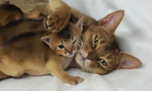 кошка с котятами во сне