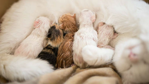кошка с котятами