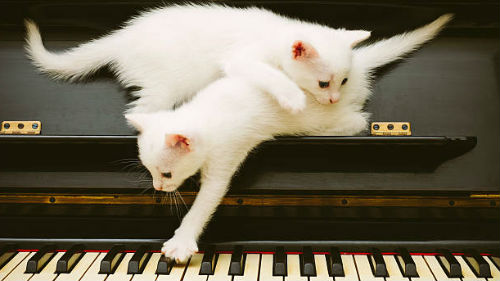 много белых котят