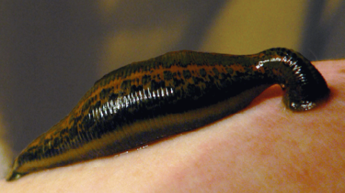 сонник пиявки