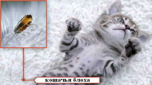 к чему снятся блохи