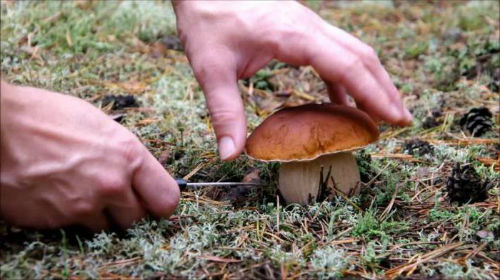 собирать белые грибы во сне