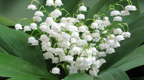 сонник ландыши