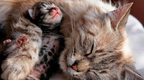 кошка родила котят во сне