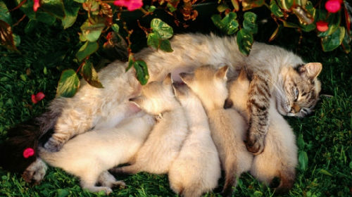 кошка родила котят