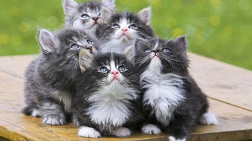 сонник котята