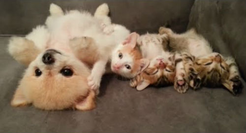 котята со щенком во сне