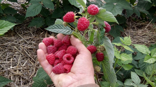 кушать сладкую малину