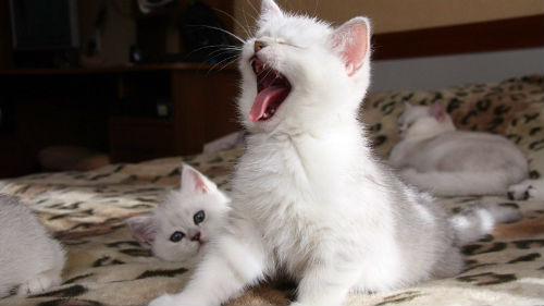маленькие белые котята во сне
