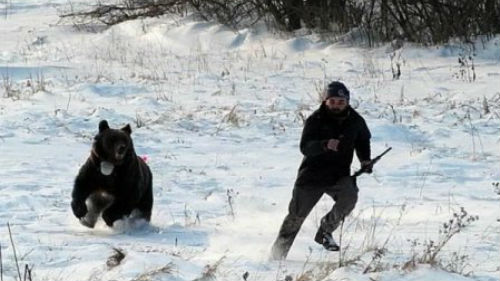 преследует медведь