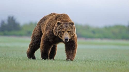 медведь гонится за мной во сне