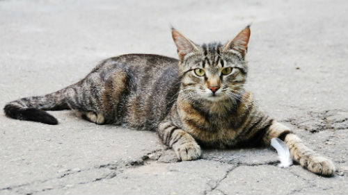 умершая кошка ожила