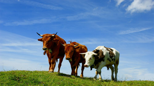 много коров во сне