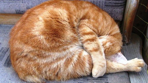 дохлый рыжий кот