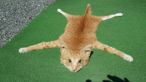 к чему снится мертый кот