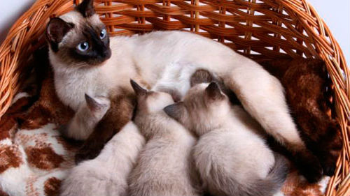 кошка рожает много