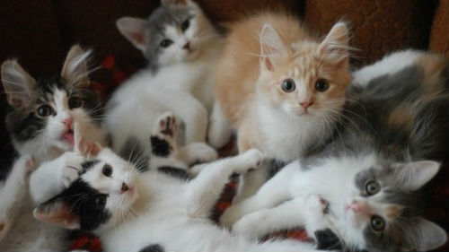 котята маленькие много разноцветные