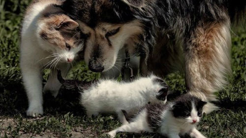 приснилось много собак и кошек