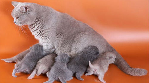 кошка с котятами