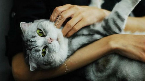 носить кота на руках