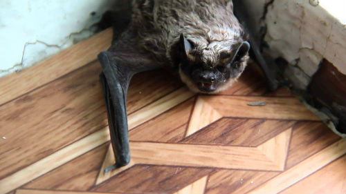 летучие мыши