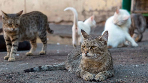 много бездомных кошек