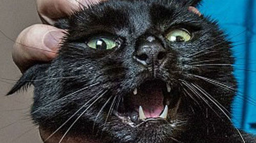 убить кота во сне