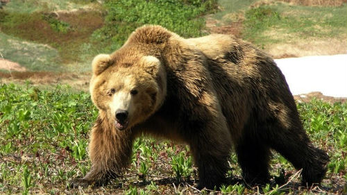 убить бурого медведя во сне