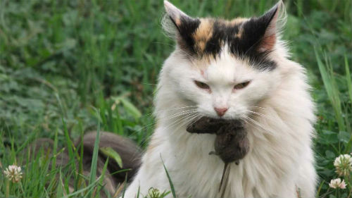 кошка убивающая мышь
