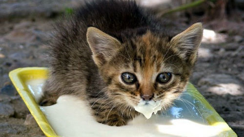 кормить котят молоком