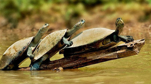 водяные черепашки
