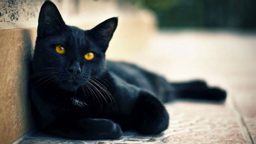 беременная кошечка