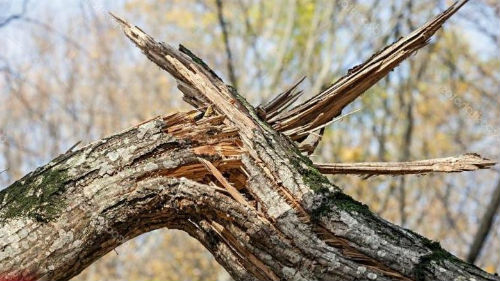 ураган валит деревья