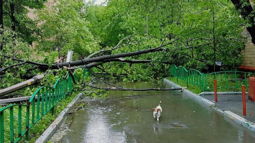 к чему снится что упало дерево на дорогу