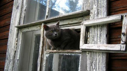 вход для кота