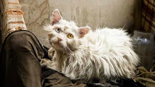 облезлый котик