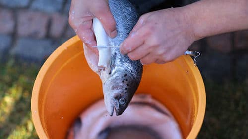 чистить рыбу свежую во сне