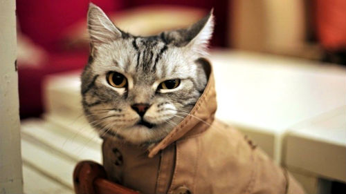 светящийся кошачий взгляд