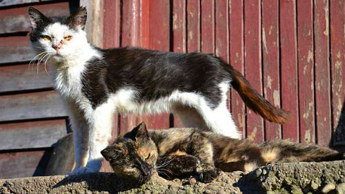 облезлая больная кошка