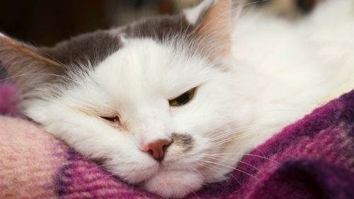 умирающий кот