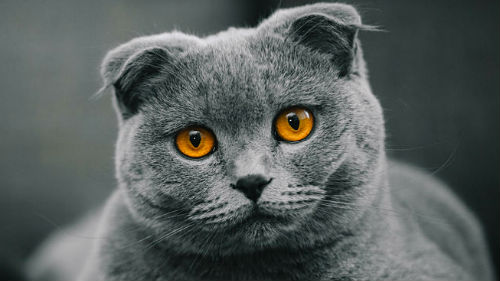 кошачьи злаза