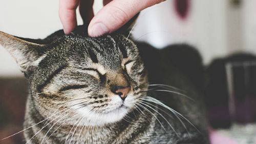 нежить беременную кошку
